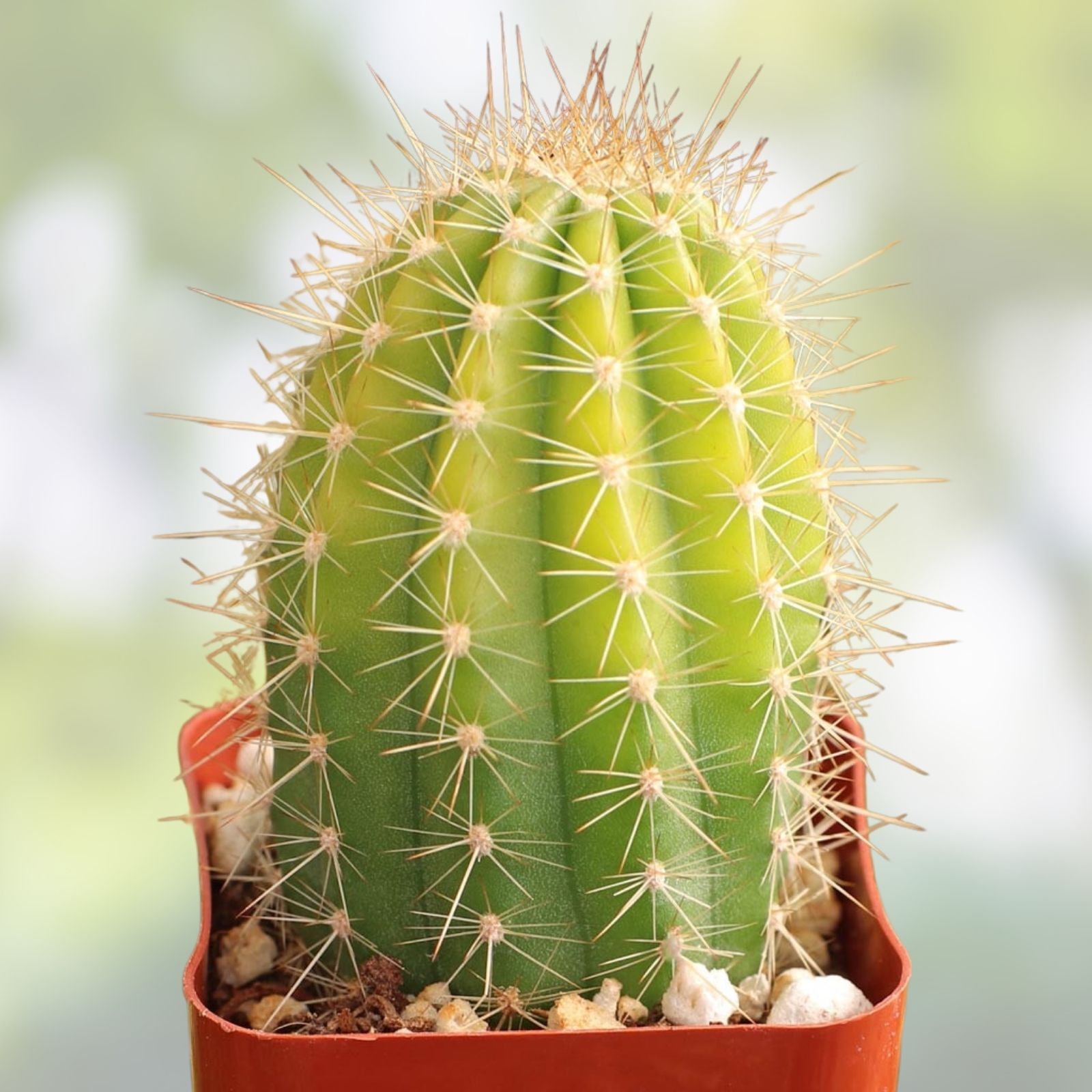Echinopsis Hybrid Riverside Cactus Cutting - Large Unrooted 12x4 Inch, 4 Pound, Succulent Plant for Propagation