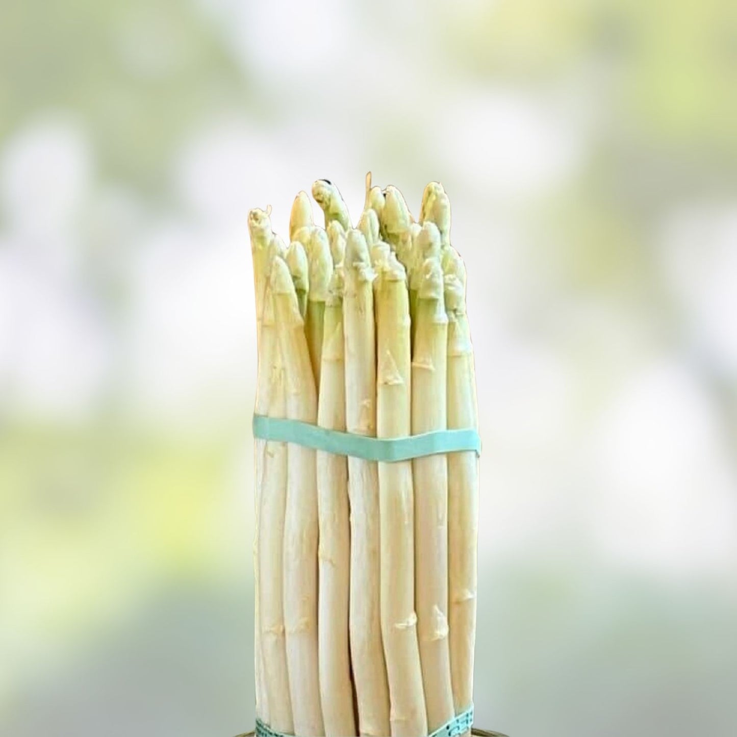 White Asparagus Seeds 100 Count for Planting, Rare Garden Vegetable, Asparagus officinalis