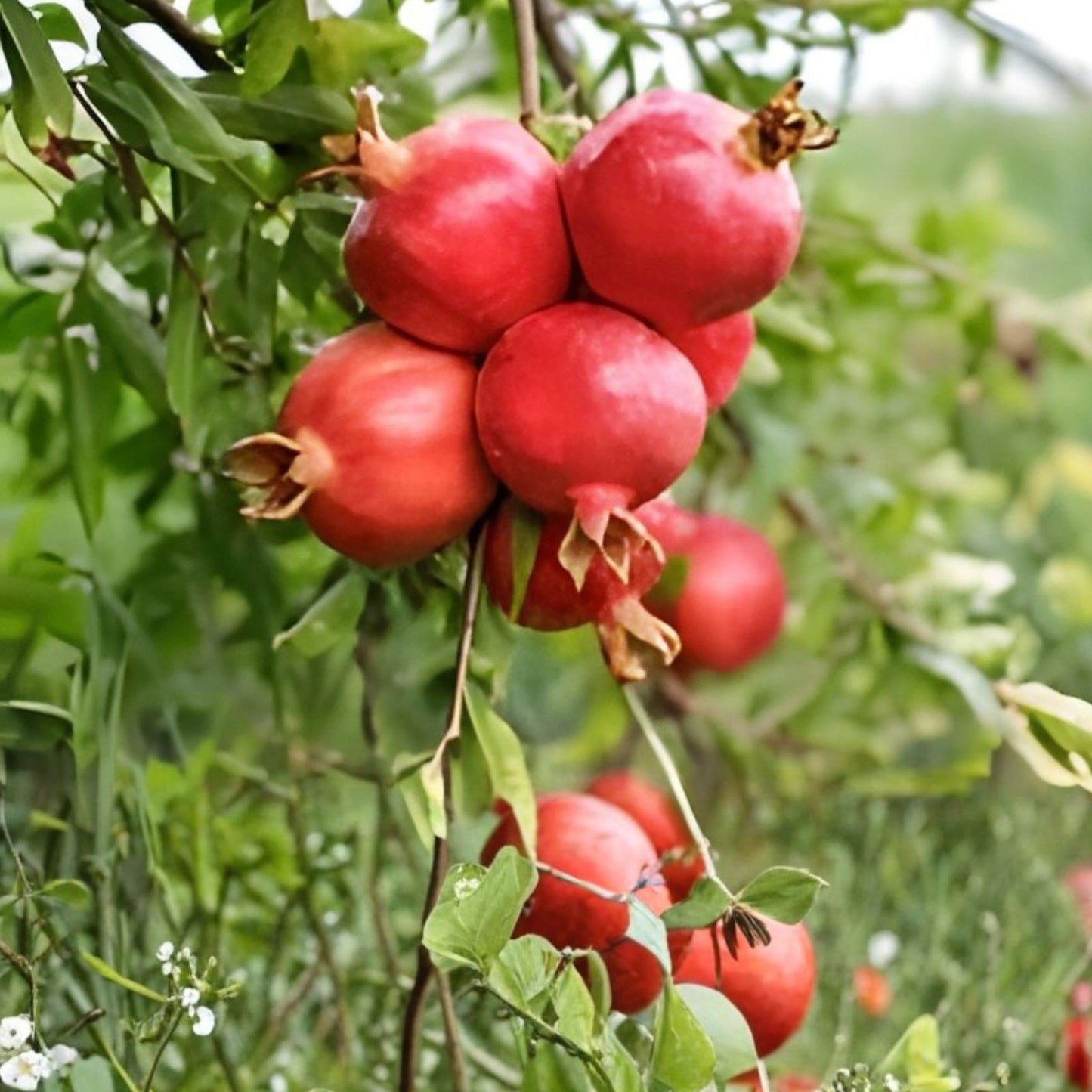 25 Pomegranate Seeds - Sweet Edible Fruit, Punica granatum, for Home Gardening and Landscaping