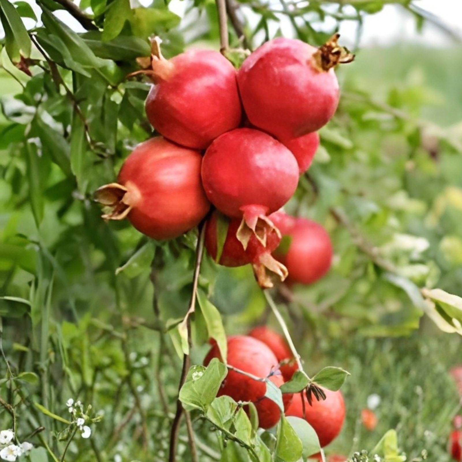 25 Pomegranate Seeds - Sweet Edible Fruit, Punica granatum, for Home Gardening and Landscaping