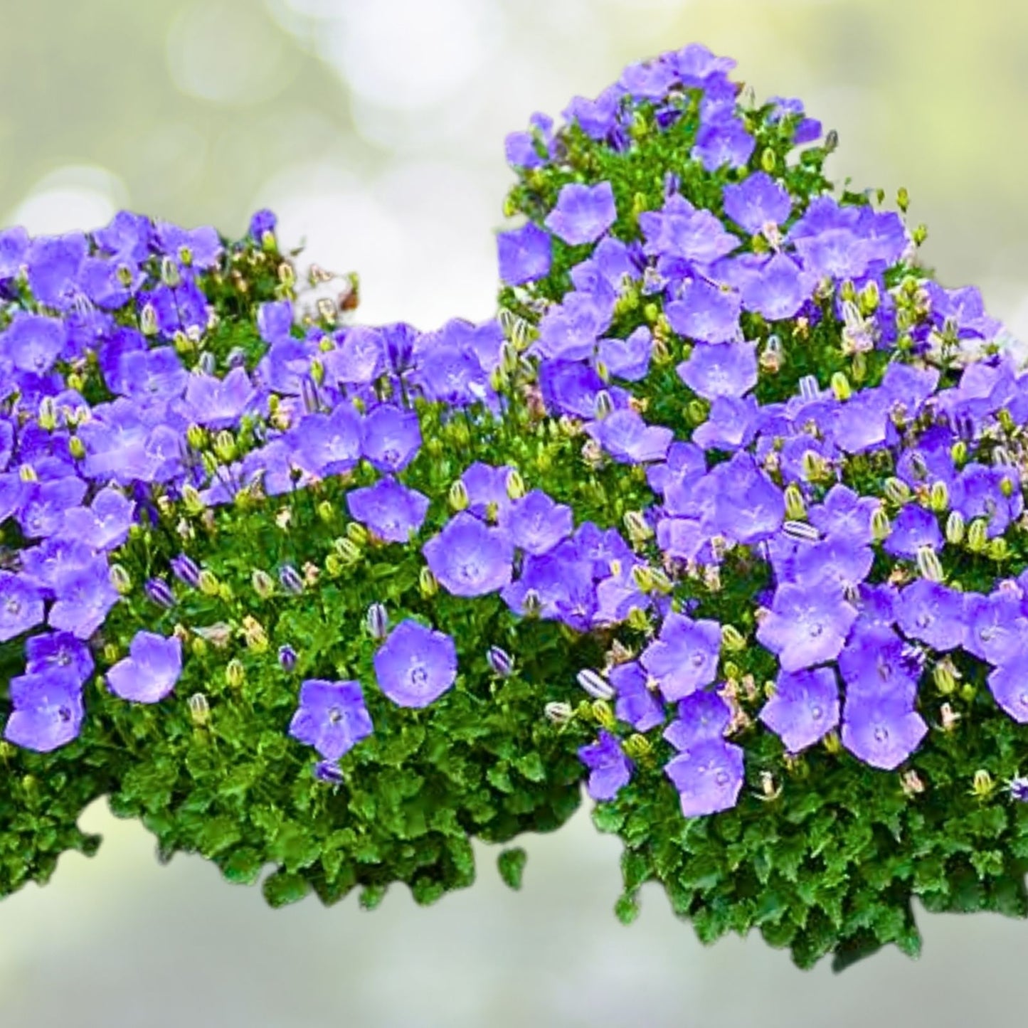 Campanula Bellflower Live Plant 2" Pot Pearl White Perennial Blooms - Campanula spp.