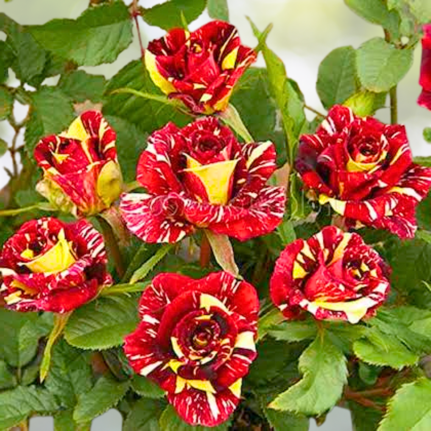 Rare Rose 'Firebird' Seeds - 20pcs Non-GMO Heirloom Variety - Rosa spp.
