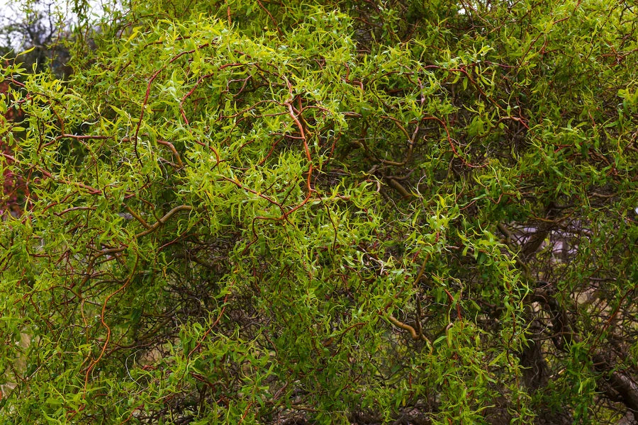 Corkscrew Willow Tree 1–2 ft Bare Root | Dragon’s Claw Willow | Salix matsudana 'Tortuosa' | Unique Ornamental Tree
