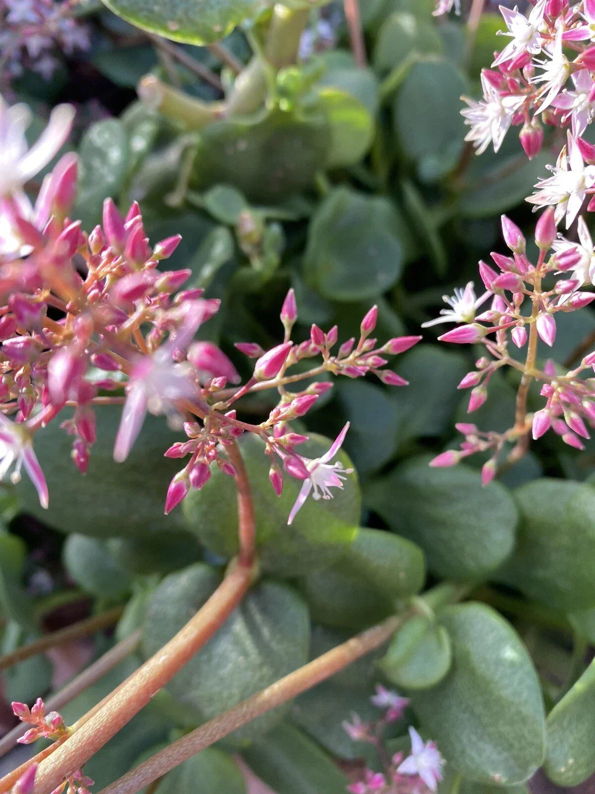 Succulent Cuttings - 5 Crassula multicava 'Fairy Crassula' Stems, Drought-Tolerant Ground Cover, USDA Zones 9-11