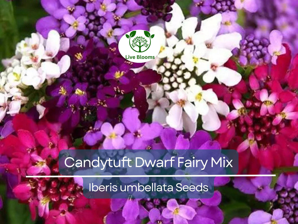 Candytuft Dwarf Fairy Mix Seeds - 1000 Heirloom Non-GMO Pollinator Flowers - Iberis Umbellata Groundcover Seeds for Easy Gardening