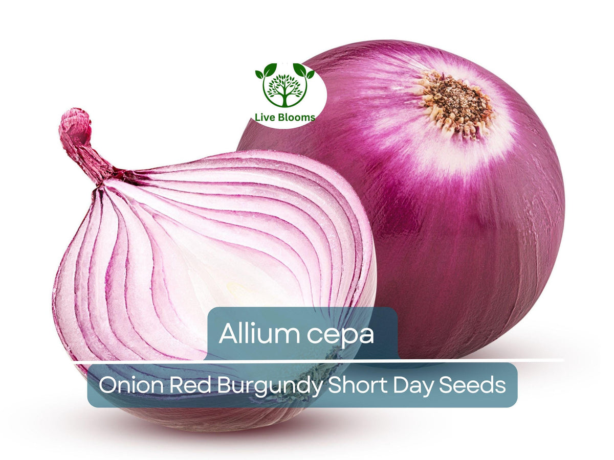 Big Max Pumpkin Seeds | 20 Seeds | Giant Symmetrical Variety | Cucurbita maxima