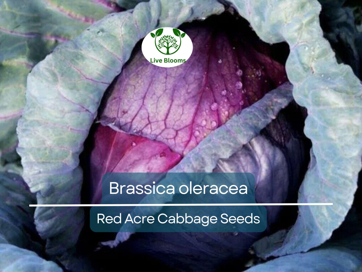 250 Seeds Red Acre Cabbage - Brassica oleracea | Heirloom Cabbage for Gardening, Nutritious Fresh Harvest, Sweet Flavor