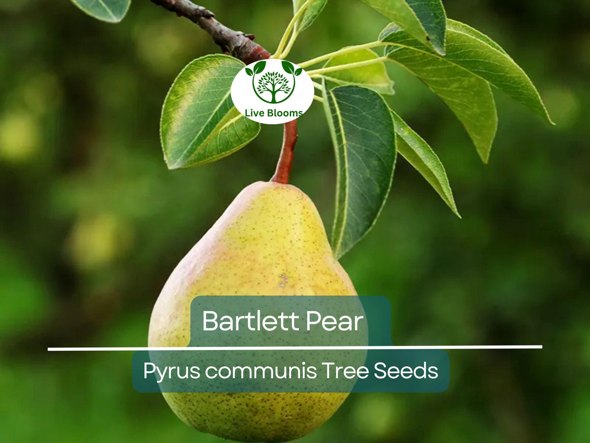 10 Bartlett Pear Tree Seeds | Edible Pears | Sweet Fruit Variety | Pyrus communis | Ideal for Home Gardens & Orchards