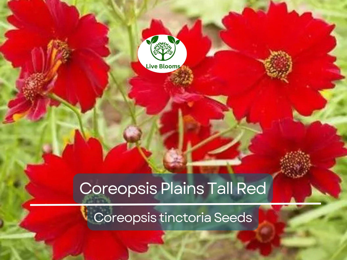 Coreopsis Seeds 500 Count - Plains Tall Red Wildflower - Coreopsis tinctoria - Non-GMO Heirloom - Pollinator Friendly