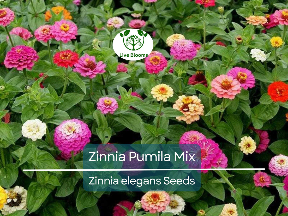 Zinnia Seeds 200 Count Pumila Mix Non-GMO Heirloom Zinnia elegans - Cut and Come Again Butterfly Flower