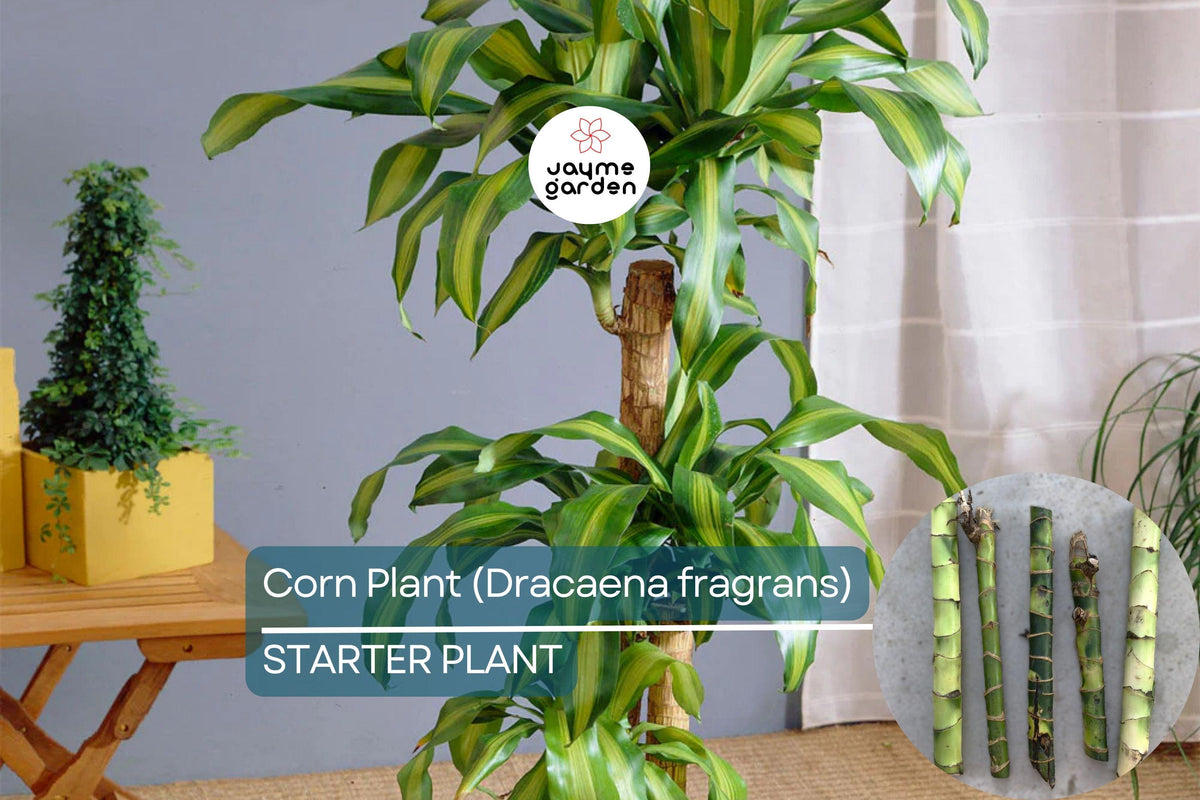 Christmas Cactus Starter Plant - Miss Shimano - Schlumbergera Truncata - Well-Rooted Indoor Cactus for Holiday Decor