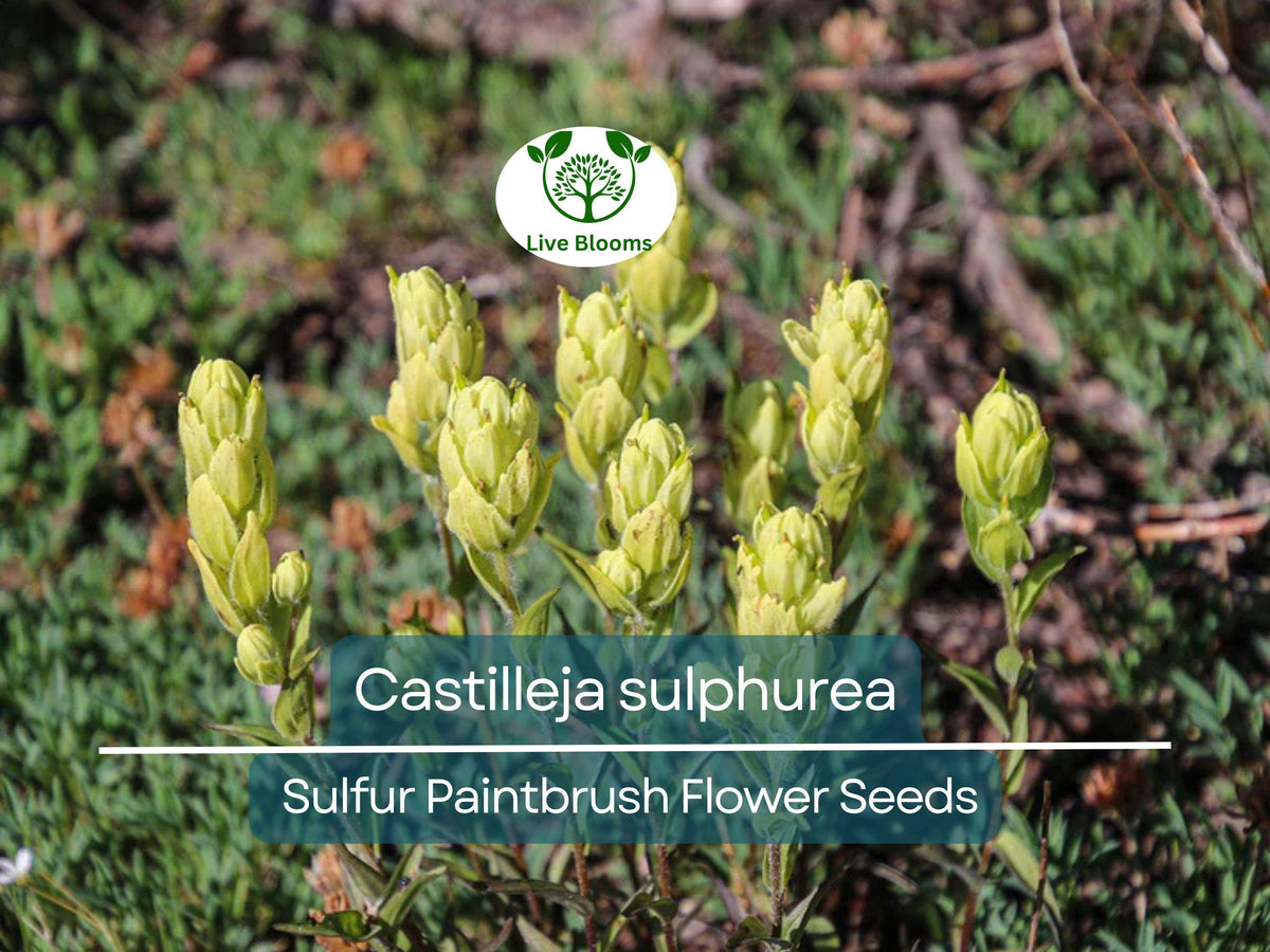 100 mg Seeds Castilleja sulphurea (Sulfur Paintbrush) - Vibrant Native Wildflower for Pollinator Gardens, Eco-Friendly Planting