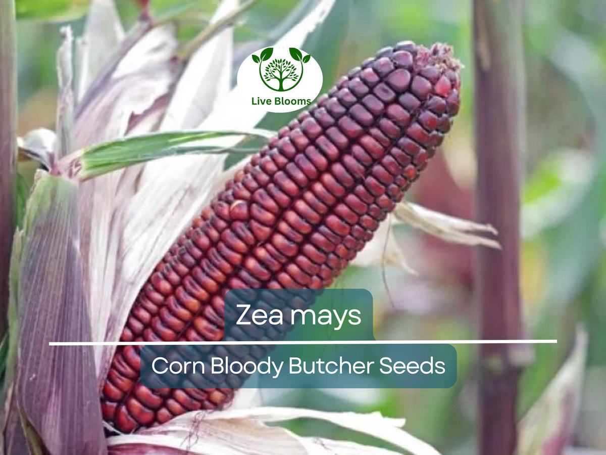 25 Seeds Heirloom Corn Bloody Butcher, Deep Red Kernels, Zea mays - Unique Flavor for Planting & Fresh Harvests