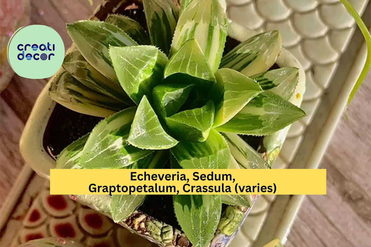 Christmas Cactus Starter Plant - Miss Shimano - Schlumbergera Truncata - Well-Rooted Indoor Cactus for Holiday Decor