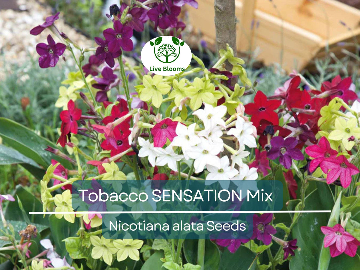 500 Seeds Tobacco Sensation Mix (Nicotiana alata) - Non-GMO, Fragrant Jasmine Flowers for Vibrant Gardens, Easy to Grow