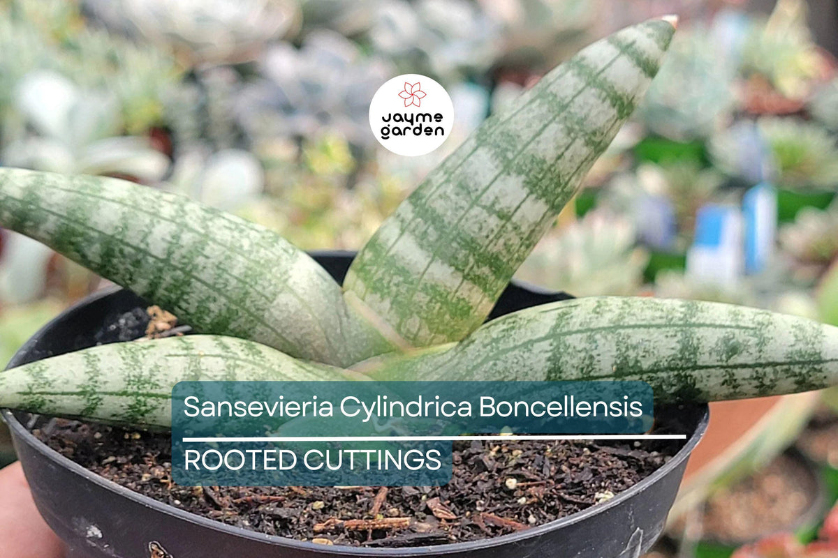 Christmas Cactus Starter Plant - Miss Shimano - Schlumbergera Truncata - Well-Rooted Indoor Cactus for Holiday Decor