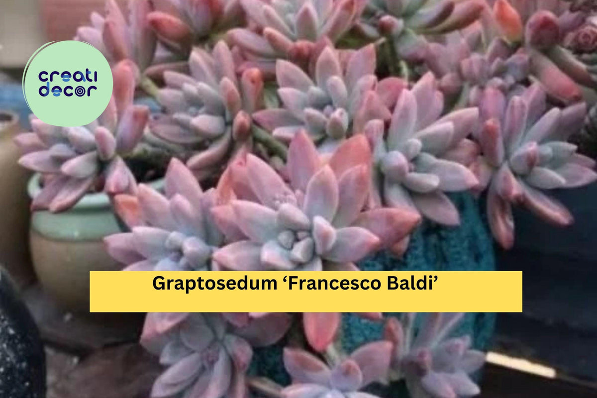 Christmas Cactus Starter Plant - Miss Shimano - Schlumbergera Truncata - Well-Rooted Indoor Cactus for Holiday Decor
