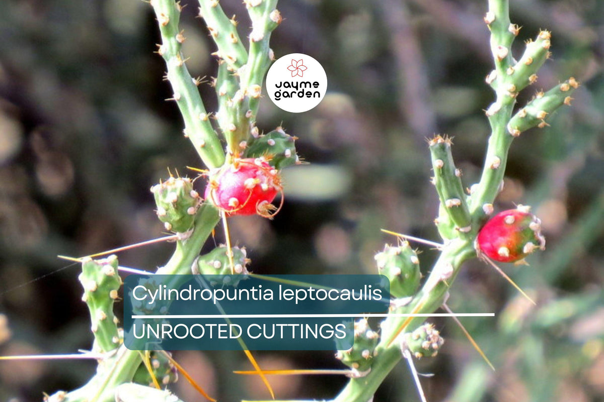 Christmas Cactus Starter Plant - Miss Shimano - Schlumbergera Truncata - Well-Rooted Indoor Cactus for Holiday Decor