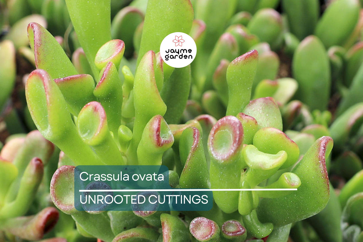 Christmas Cactus Starter Plant - Miss Shimano - Schlumbergera Truncata - Well-Rooted Indoor Cactus for Holiday Decor