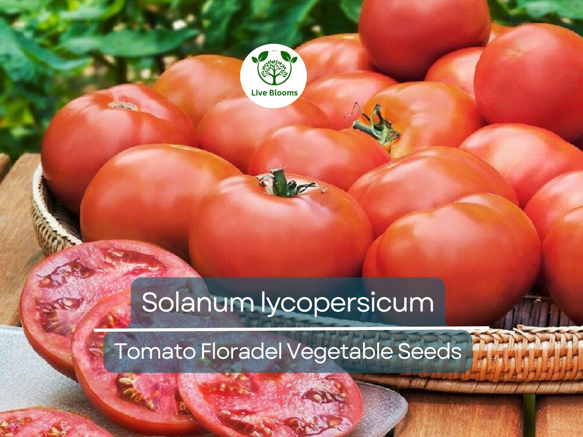 Floradel Tomato Seeds 100 mg | Heirloom Slicing Tomato | Solanum lycopersicum | High Yield, Juicy Flavor for Gardening