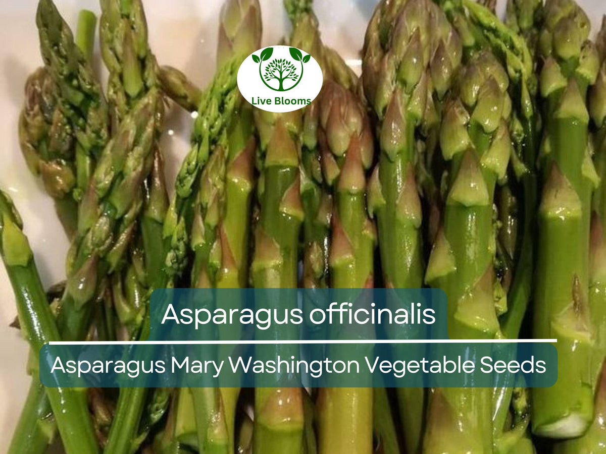 40 Seeds Asparagus Mary Washington Heirloom Vegetable | Asparagus officinalis | Tender Flavor for Home Gardening