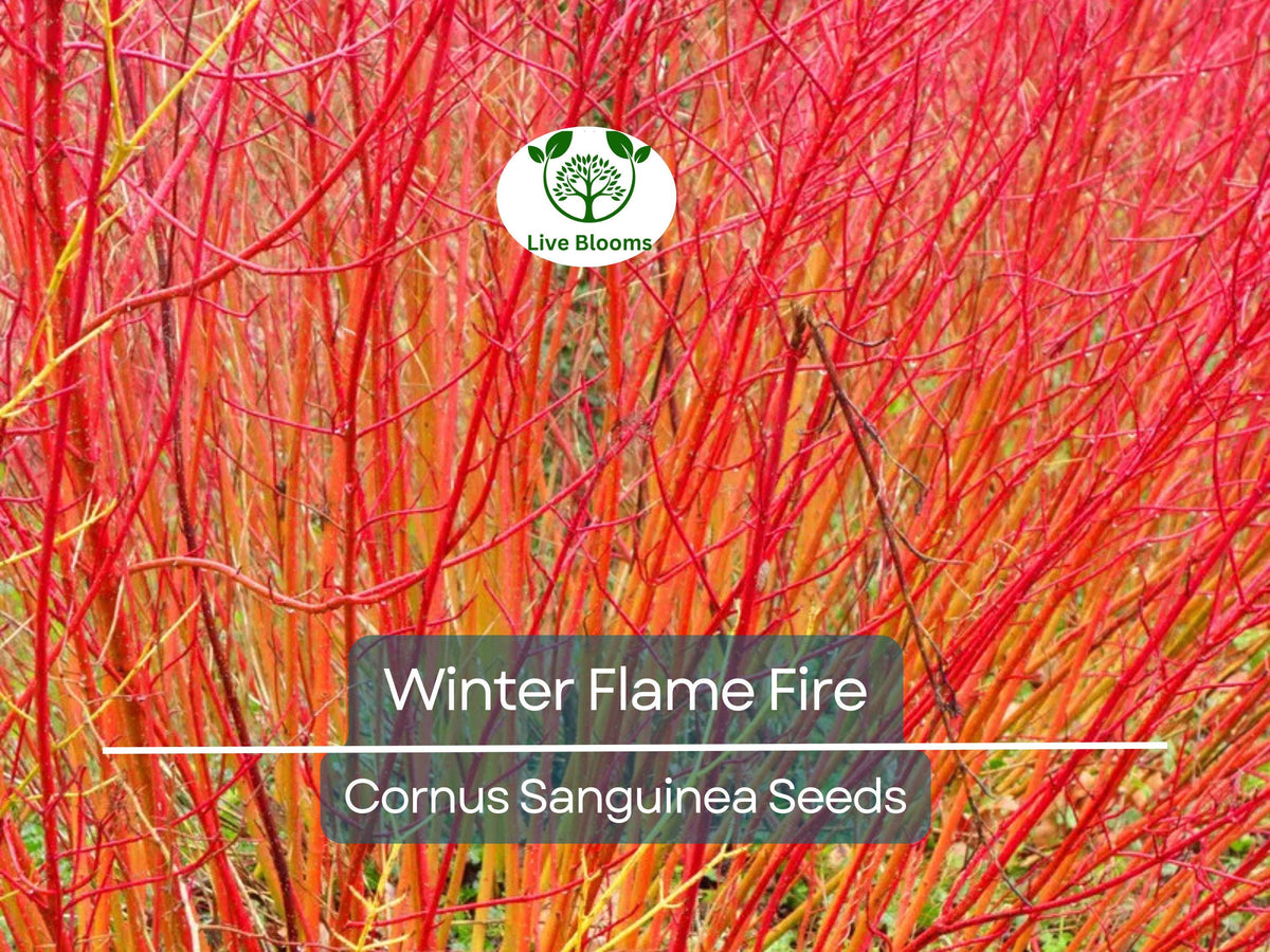 40 Winter Flame Fire Bush Seeds | Bloodtwig Red Dogwood | Cornus Sanguinea | Vibrant Red Stems for Hedges & Winter Landscaping