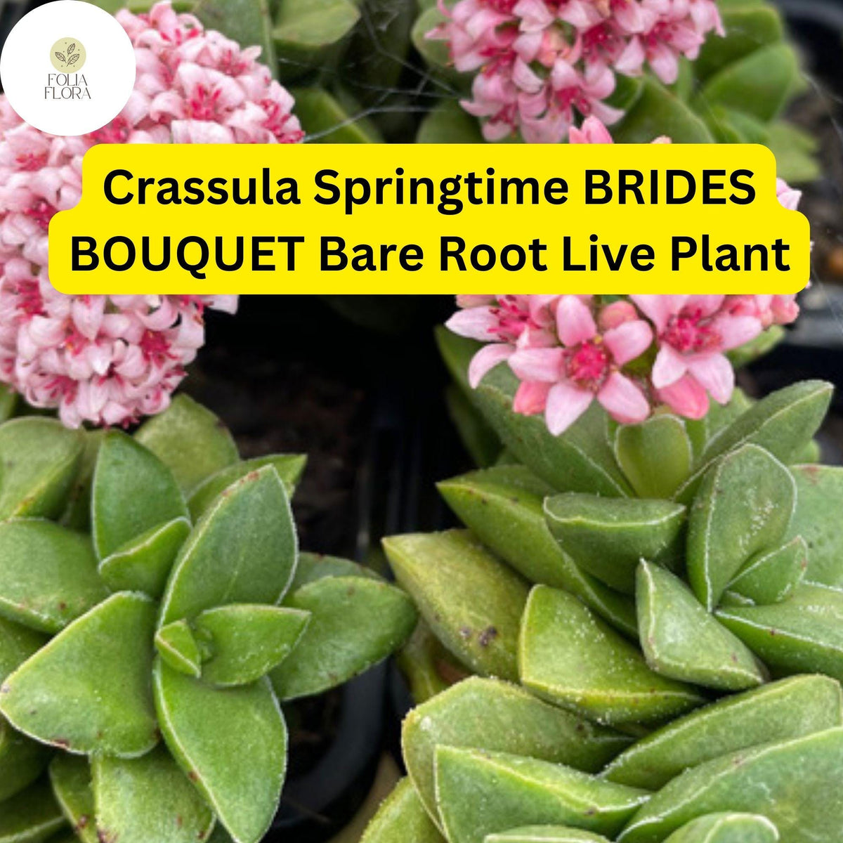 Christmas Cactus Starter Plant - Miss Shimano - Schlumbergera Truncata - Well-Rooted Indoor Cactus for Holiday Decor