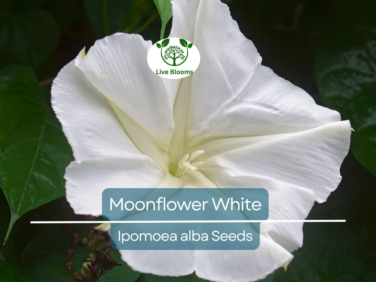 25 Seeds Moonflower White, Night Flowering Vine, Fragrant Blooms, Ipomoea alba, Non-GMO, Easy to Grow, Moth Pollinated
