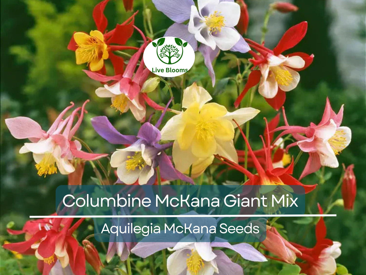 200 Seeds Columbine McKana Giant Mix, Non-GMO Aquilegia, Vibrant Perennial Flowers for Hummingbirds & Butterflies