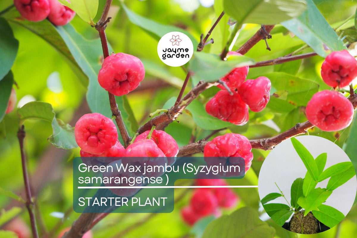 Christmas Cactus Starter Plant - Miss Shimano - Schlumbergera Truncata - Well-Rooted Indoor Cactus for Holiday Decor