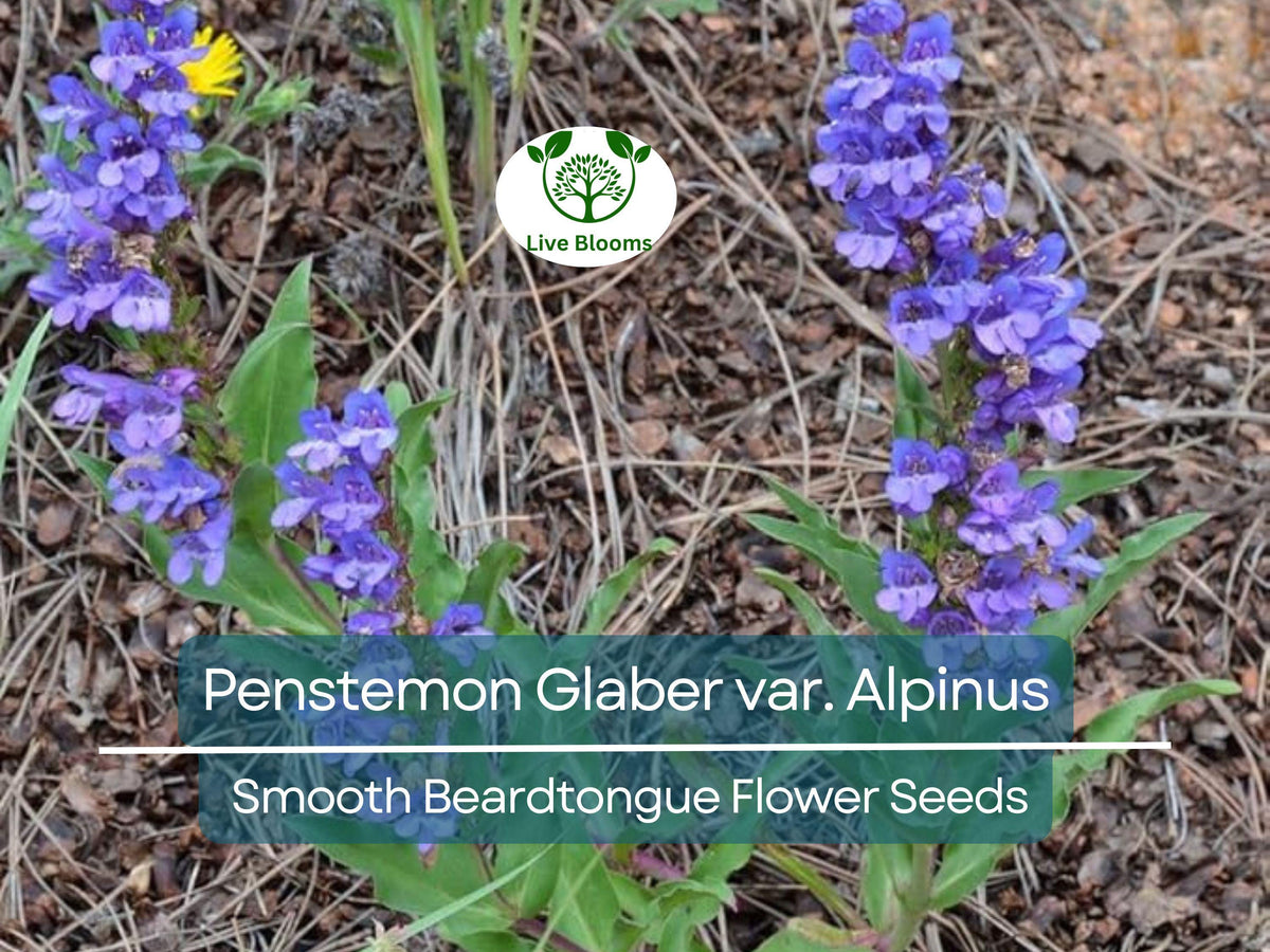 100 mg Seeds Penstemon Glaber var. Alpinus Smooth Beardtongue | Hardy Alpine Perennial Wildflower for Drought-Tolerant Gardens