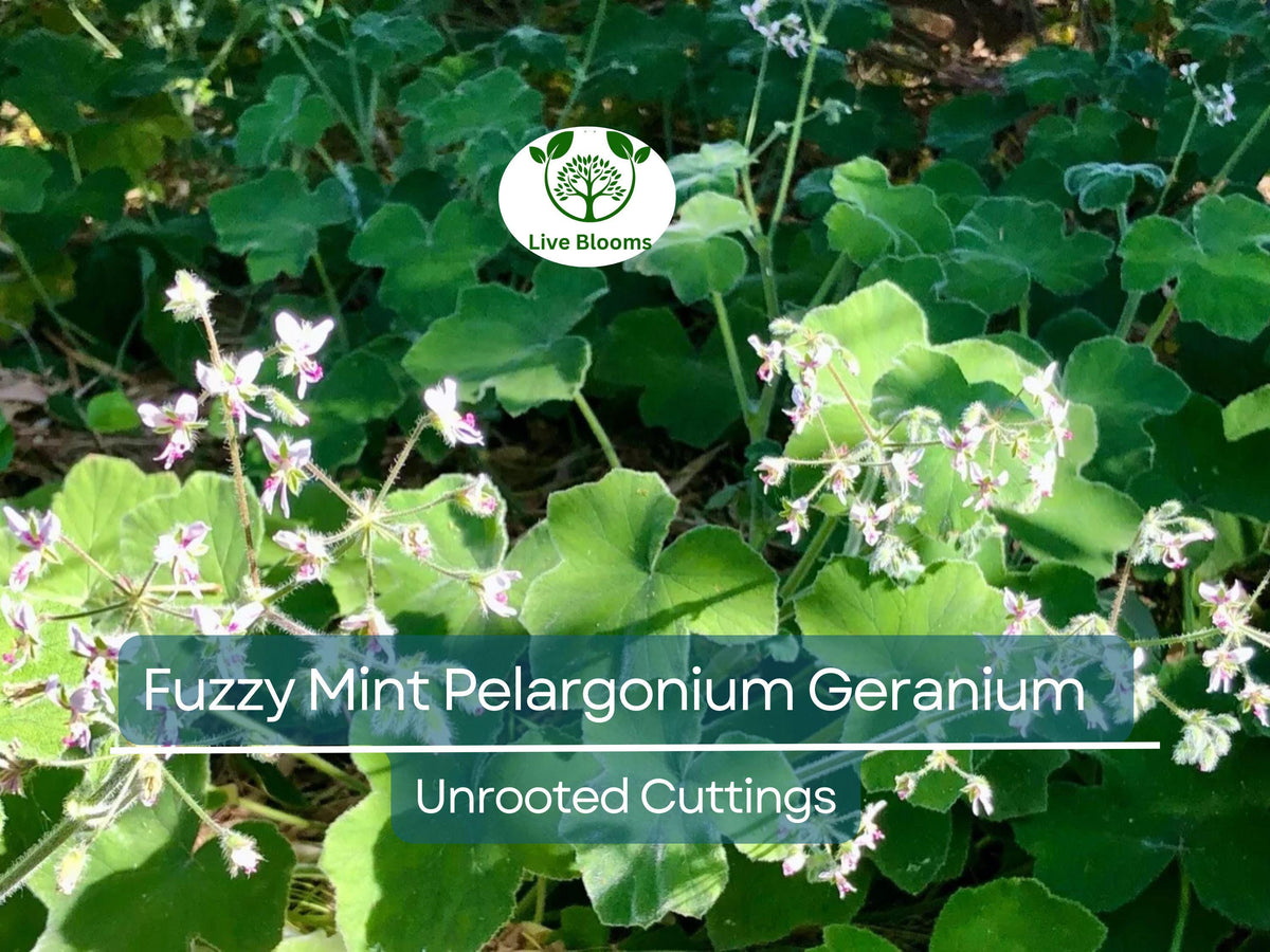 3 Unrooted Cuttings Fuzzy Mint Scented Pelargonium Geranium 6" - Rare Aromatic Plant for Propagation and Gardening
