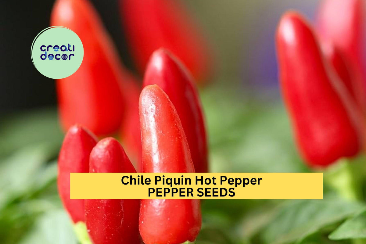 Christmas Cactus Starter Plant - Miss Shimano - Schlumbergera Truncata - Well-Rooted Indoor Cactus for Holiday Decor