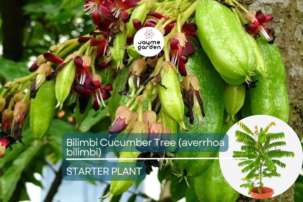 Christmas Cactus Starter Plant - Miss Shimano - Schlumbergera Truncata - Well-Rooted Indoor Cactus for Holiday Decor