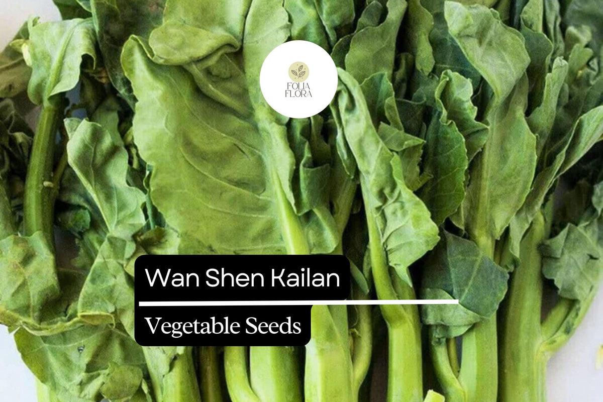 Christmas Cactus Starter Plant - Miss Shimano - Schlumbergera Truncata - Well-Rooted Indoor Cactus for Holiday Decor
