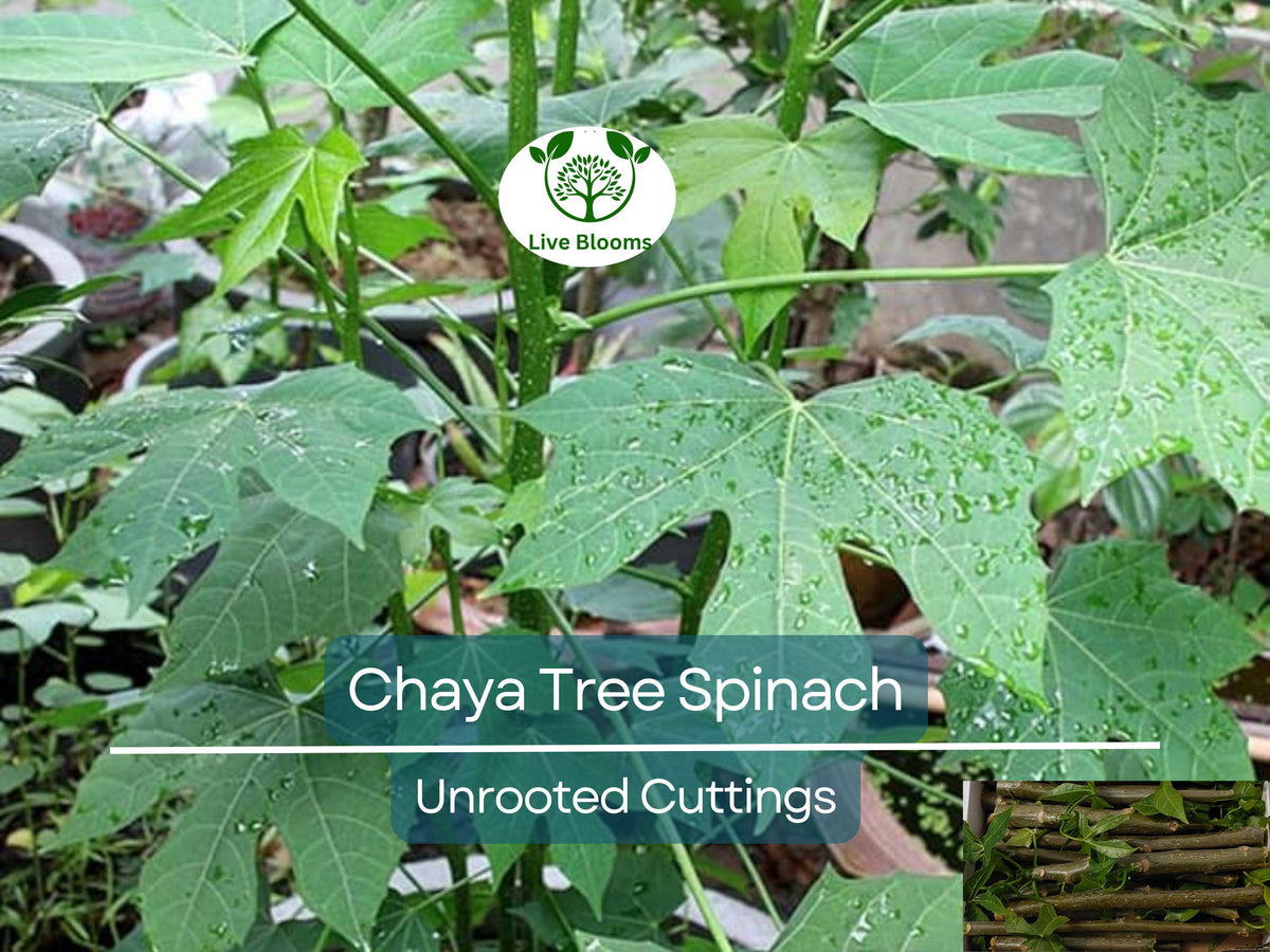 Orchid Tree Seeds - 10 Seeds - Butterfly Tree - Bauhinia purpurea - Fast-Growing Exotic Flowering Plant for Gardens