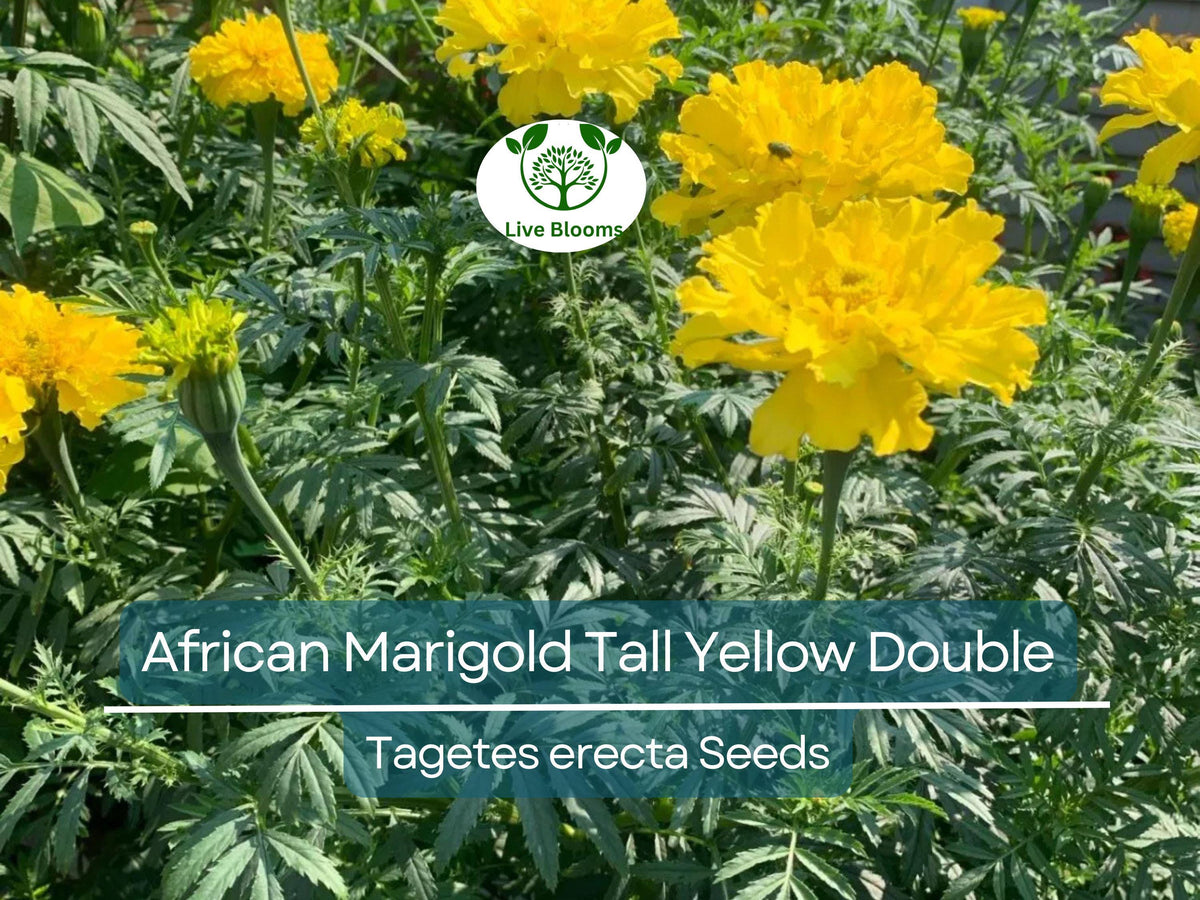 200 African Marigold Seeds - Tall Yellow Double Blooms | Tagetes erecta, Non-GMO, Pollinator Friendly, Companion Plant