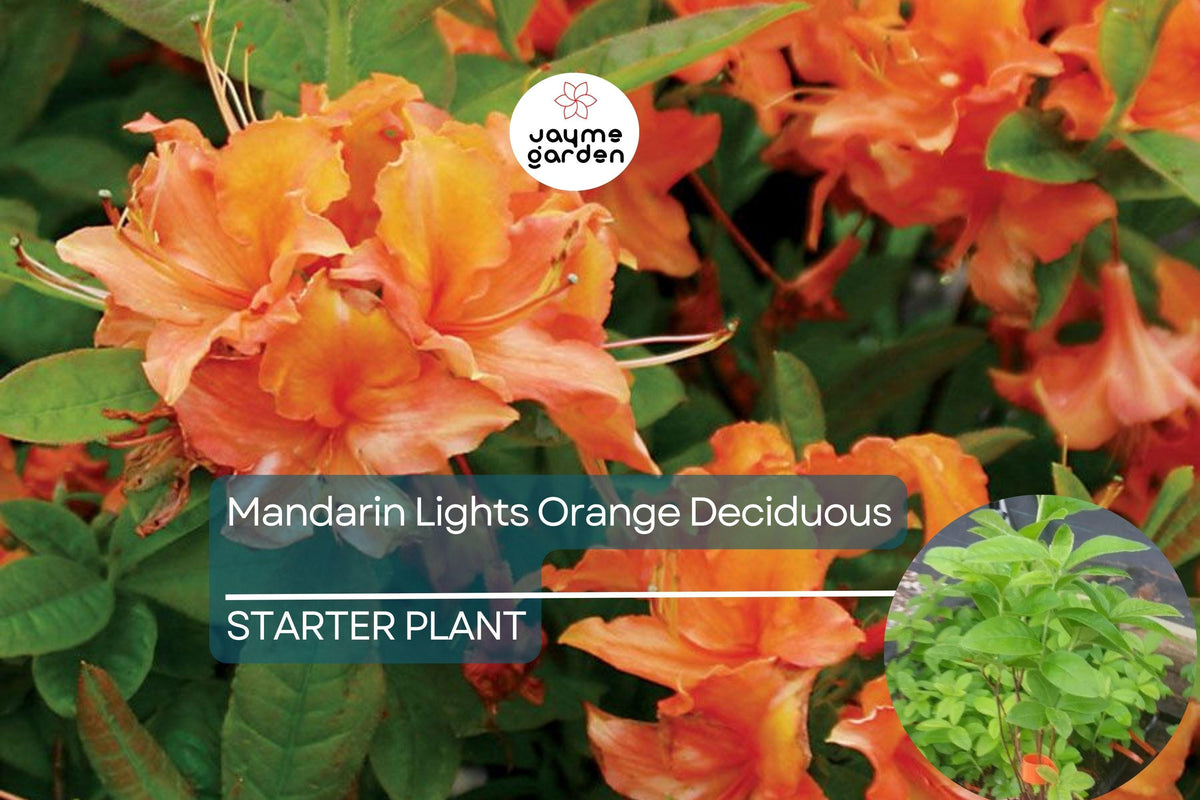 Christmas Cactus Starter Plant - Miss Shimano - Schlumbergera Truncata - Well-Rooted Indoor Cactus for Holiday Decor