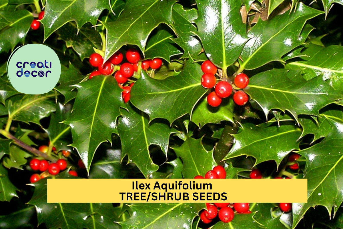 Christmas Cactus Starter Plant - Miss Shimano - Schlumbergera Truncata - Well-Rooted Indoor Cactus for Holiday Decor