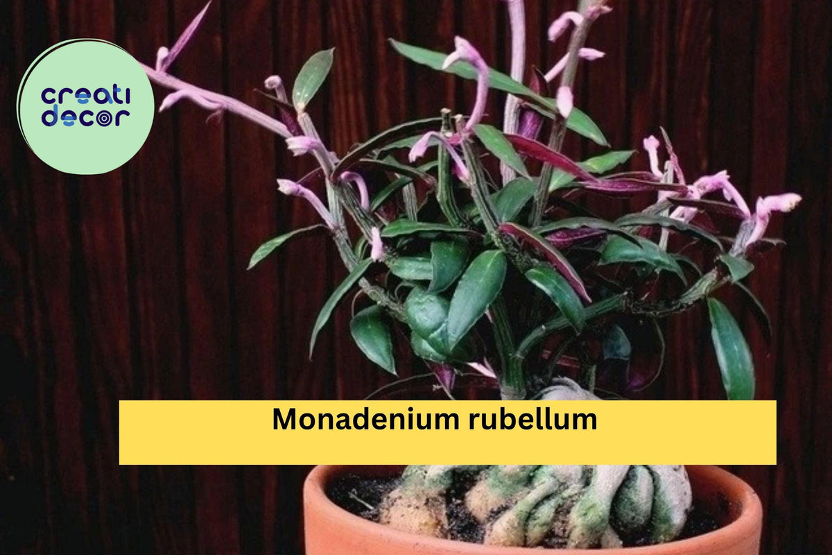 Christmas Cactus Starter Plant - Miss Shimano - Schlumbergera Truncata - Well-Rooted Indoor Cactus for Holiday Decor