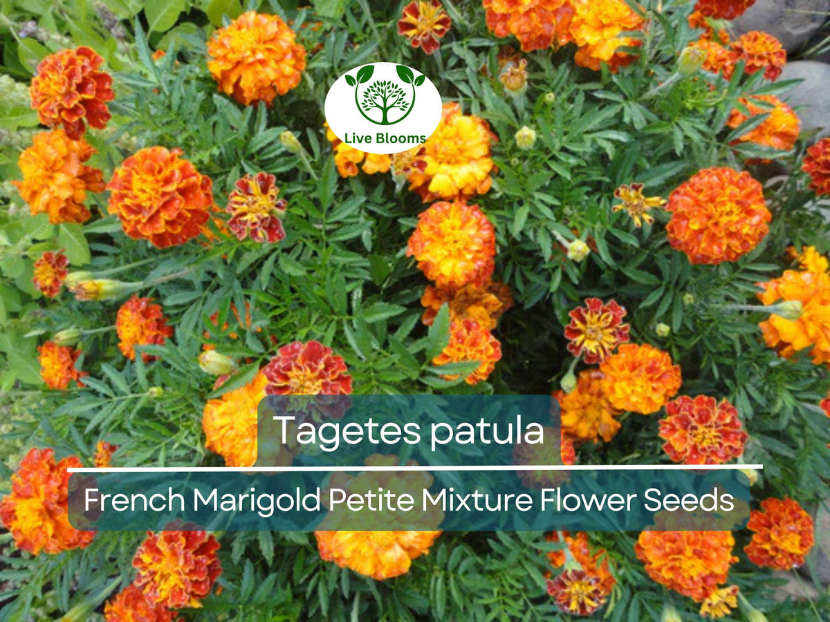 French Marigold Seeds 500 mg Petite Mixture Tagetes patula | Vibrant Blooms for Gardens & Pollinator Habitats