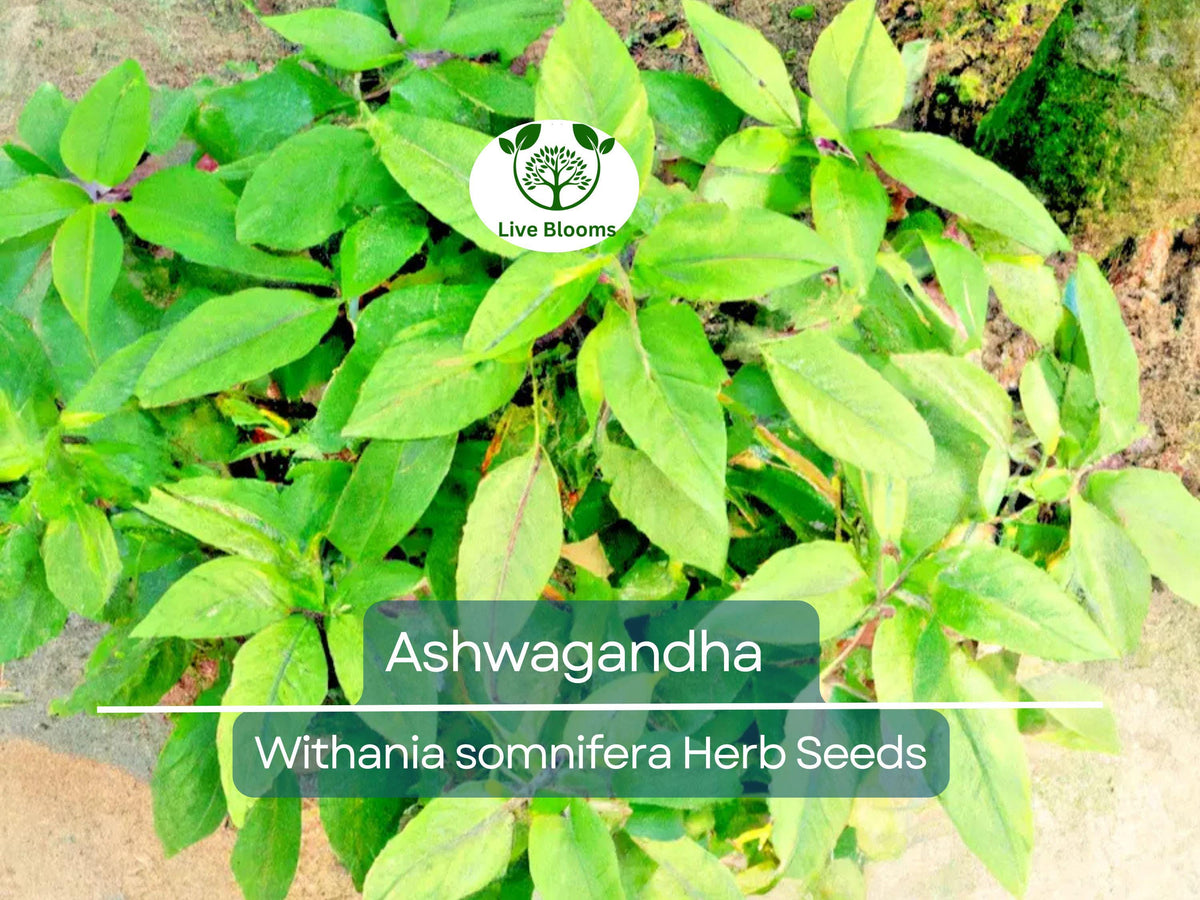 Ashwagandha Herb Seeds - 50 Non-GMO Seeds of Withania somnifera (Indian Ginseng) for Easy Home Garden Growing
