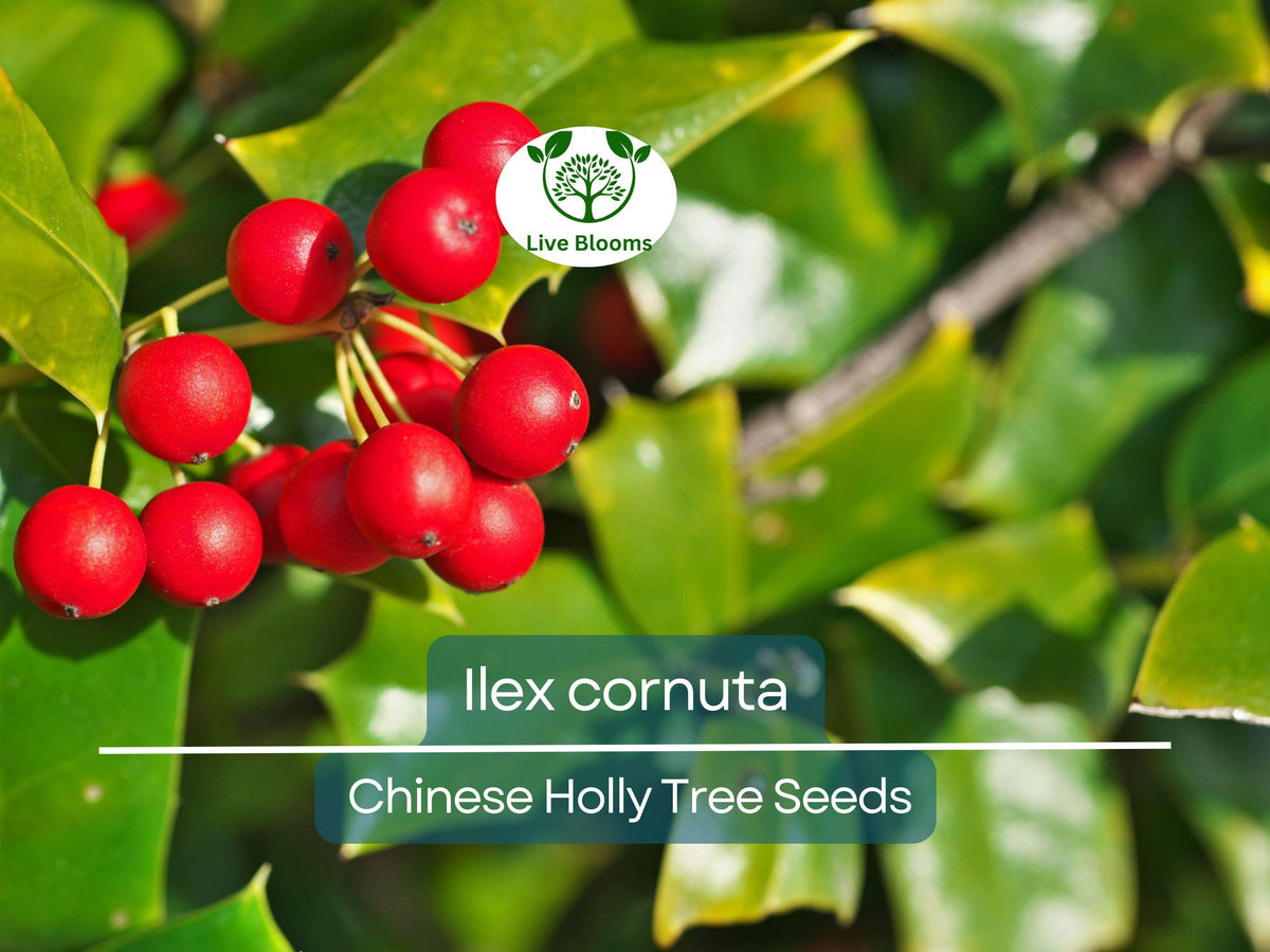 500 mg Ilex Cornuta Seeds | Chinese Holly for Hedges, Privacy, Wildlife-Friendly Landscaping | Evergreen Shrub Seeds