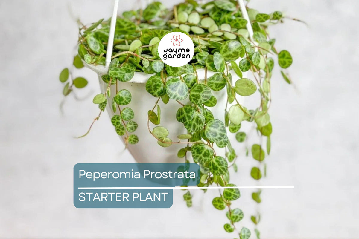 Christmas Cactus Starter Plant - Miss Shimano - Schlumbergera Truncata - Well-Rooted Indoor Cactus for Holiday Decor