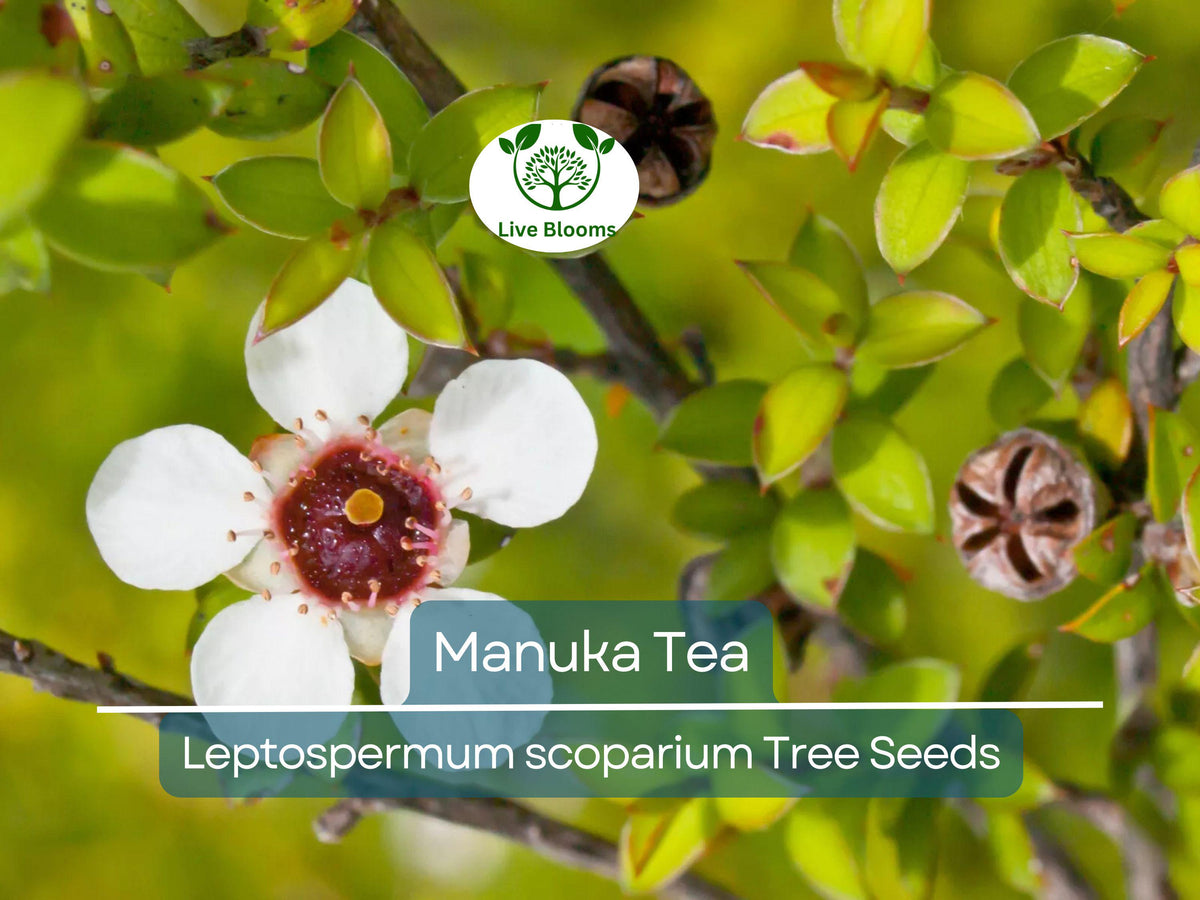 100 Manuka Tea Tree Seeds - Leptospermum scoparium - Hardy Honey Bush for Home Garden - Grow Your Own Manuka Honey