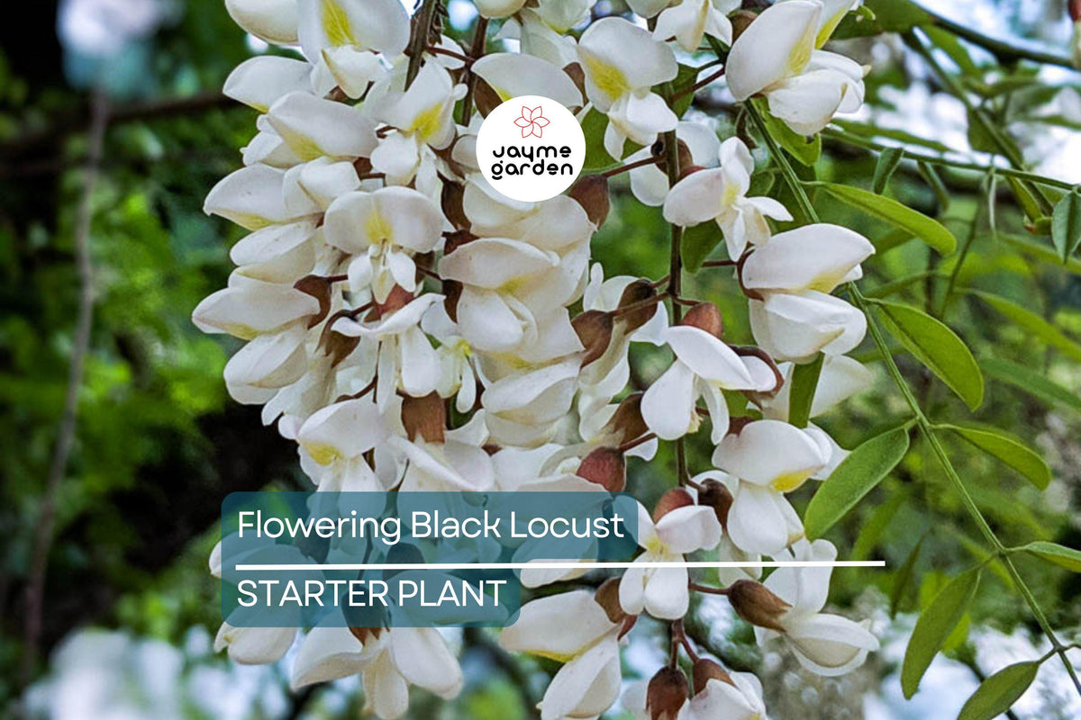 Christmas Cactus Starter Plant - Miss Shimano - Schlumbergera Truncata - Well-Rooted Indoor Cactus for Holiday Decor