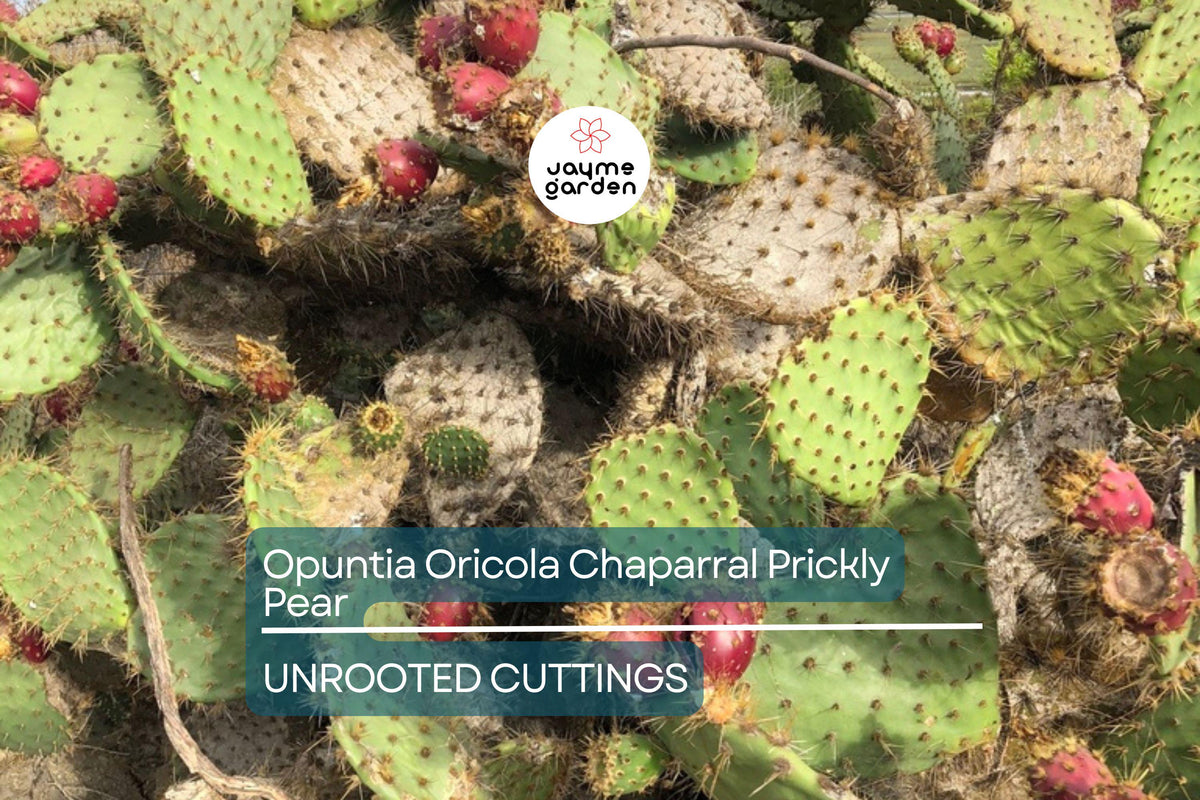Christmas Cactus Starter Plant - Miss Shimano - Schlumbergera Truncata - Well-Rooted Indoor Cactus for Holiday Decor