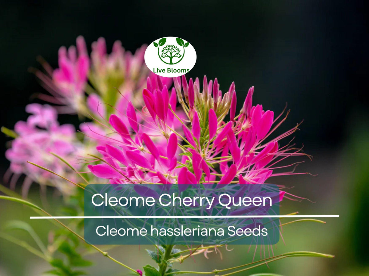 200 Seeds Cleome Cherry Queen, Pink Spider Flower, Non-GMO, Attracts Butterflies & Bees, Cleome hassleriana