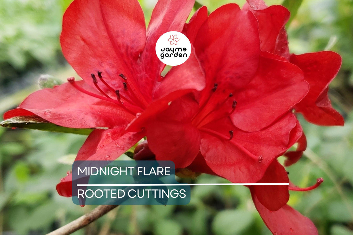 Christmas Cactus Starter Plant - Miss Shimano - Schlumbergera Truncata - Well-Rooted Indoor Cactus for Holiday Decor