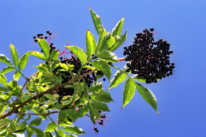 2 Rooted Black Elderberry Cuttings – Sambucus nigra – Hardy Perennial Shrubs for Wildlife, Gardens, Borders, Hedgerows